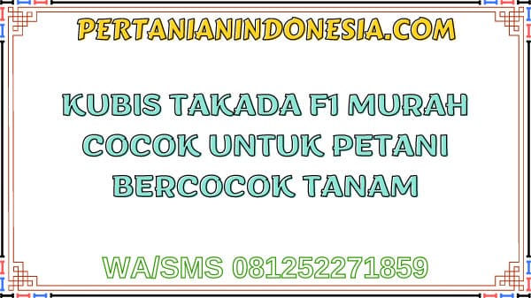 Kubis Takada F1 Murah Cocok Untuk Petani Bercocok Tanam